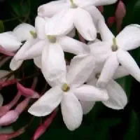茶山素馨花