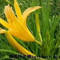 合水黄花