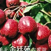 梁后庄村红果