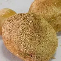 海林猴头菇