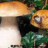 峨山牛肝菌