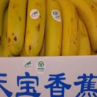 天宝香蕉