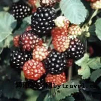 白马黑莓