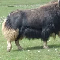 西藏高山牦牛