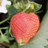东阿草莓
