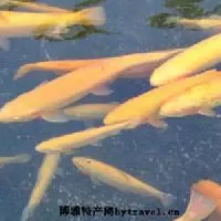宁安虹鳟鱼