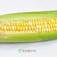 汉南甜玉米