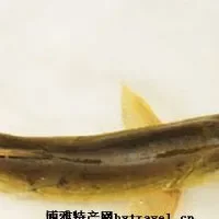青海花斑裸鲤