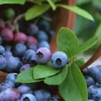 博山蓝莓