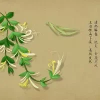 三花降火茶 消炎解毒