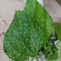 苎麻米果